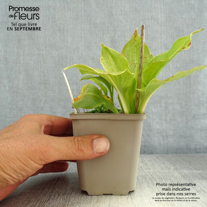 Amostra de Hosta undulata Erromena Vaso de 8/9 cm tal como entregue no verão