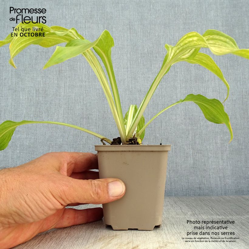 Amostra de Hosta undulata Mediovariegata Vaso de 8/9 cm tal como entregue no outono