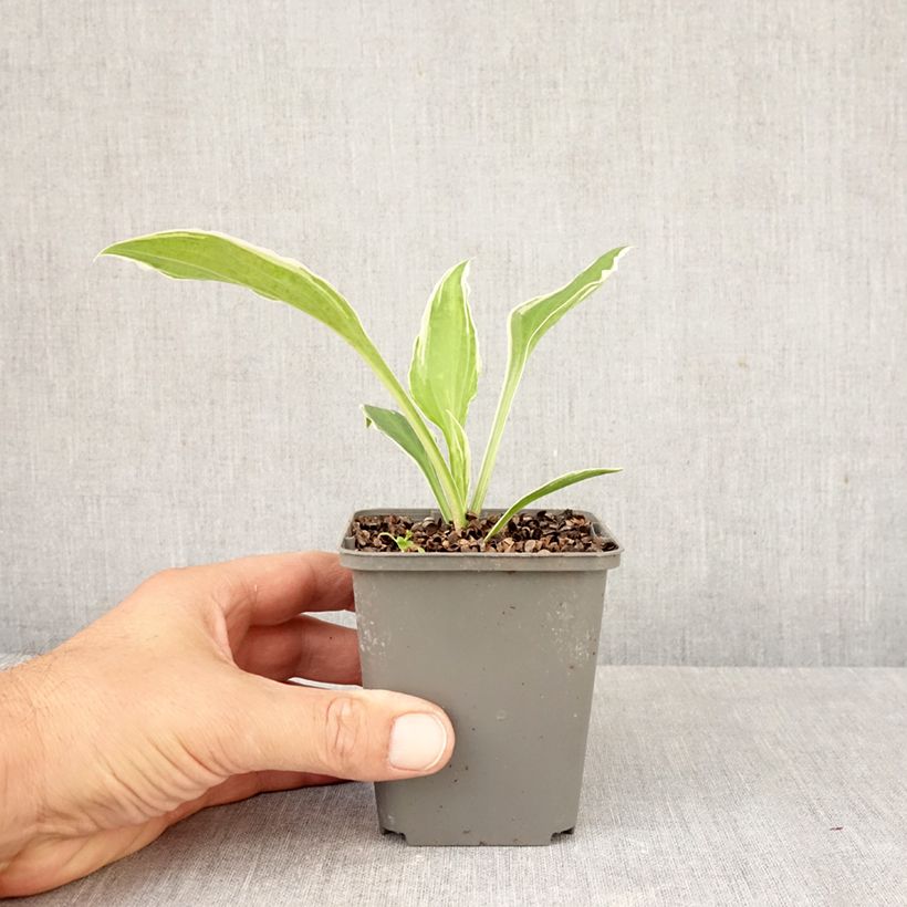 Amostra de Hosta undulata var. albomarginata Vaso de 8/9 cm tal como entregue no outono
