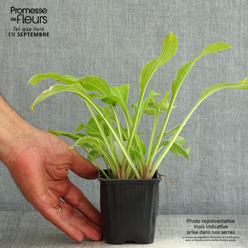 Amostra de Hosta undulata var. albomarginata Vaso de 8/9 cm tal como entregue no verão