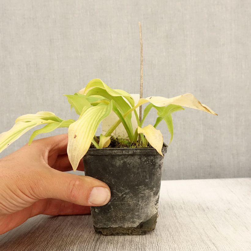 Amostra de Hosta undulata var. univittata Vaso de 8/9 cm tal como entregue no outono