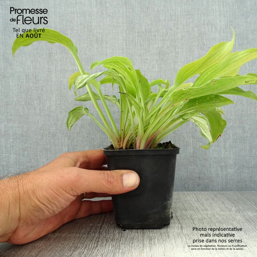 Amostra de Hosta undulata var. univittata Vaso de 8/9 cm tal como entregue no verão