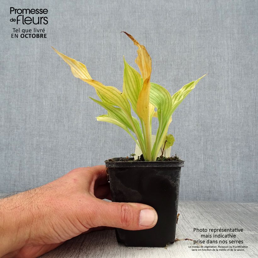 Amostra de Hosta ventricosa Vaso de 8/9 cm tal como entregue no outono