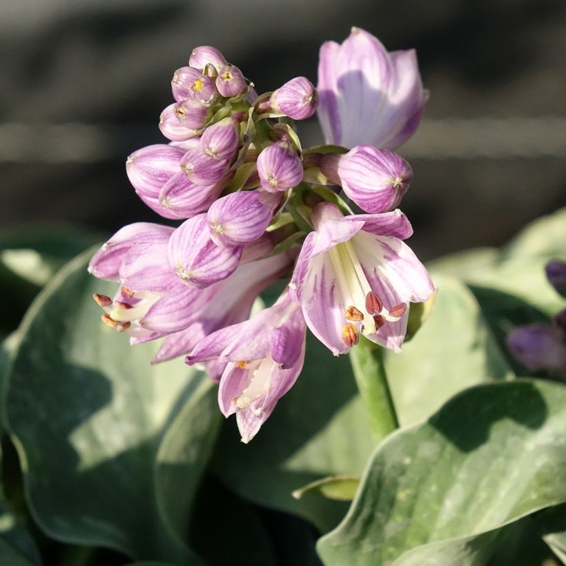 Hosta ventricosa (Floração)