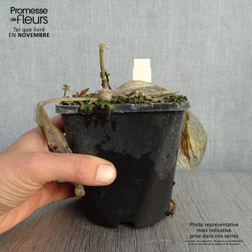 Amostra de Hosta Victor Vaso de 1,5 L/2 L tal como entregue no outono