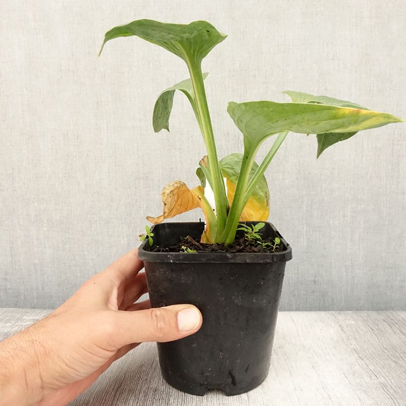 Amostra de Hosta Victor Vaso de 1,5 L/2 L tal como entregue no verão