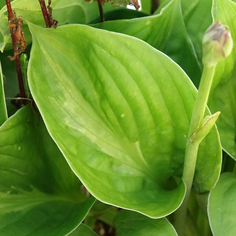 Hosta Victor (Folhagem)