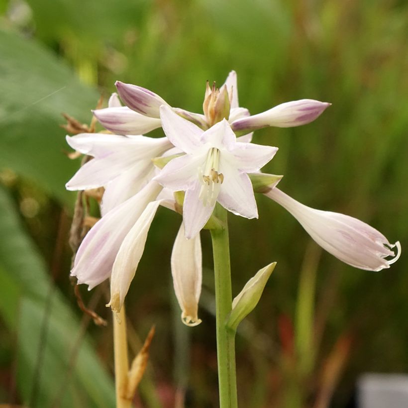 Hosta Victor (Floração)