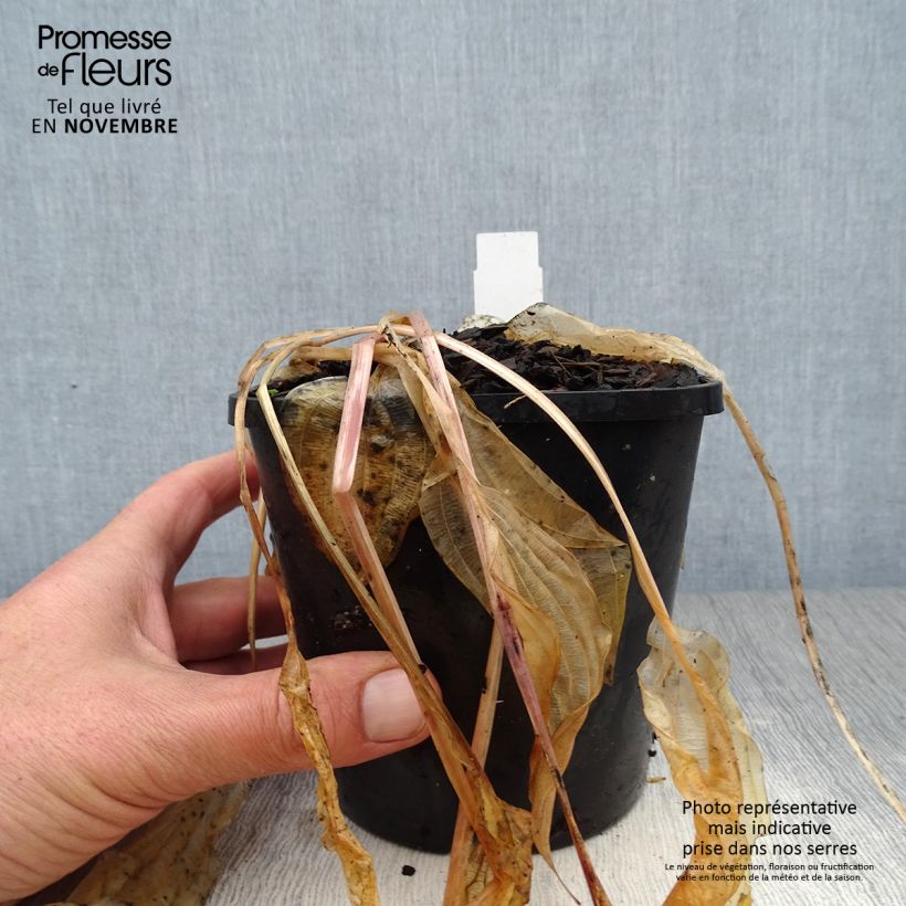 Amostra de Hosta Volcano Island Pot de 1,5L/2L tal como entregue no outono