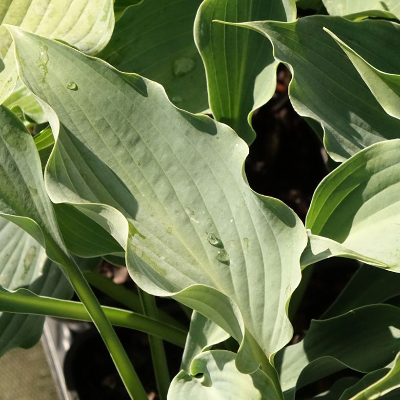 Hosta Waterslide (Folhagem)