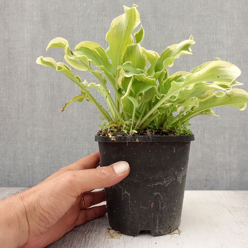 Amostra de Hosta Wheee! Vaso de 1,5 L/2 L tal como entregue no verão