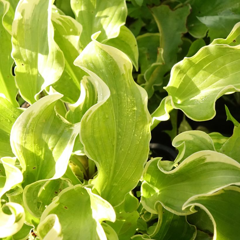 Hosta Wheee! (Folhagem)