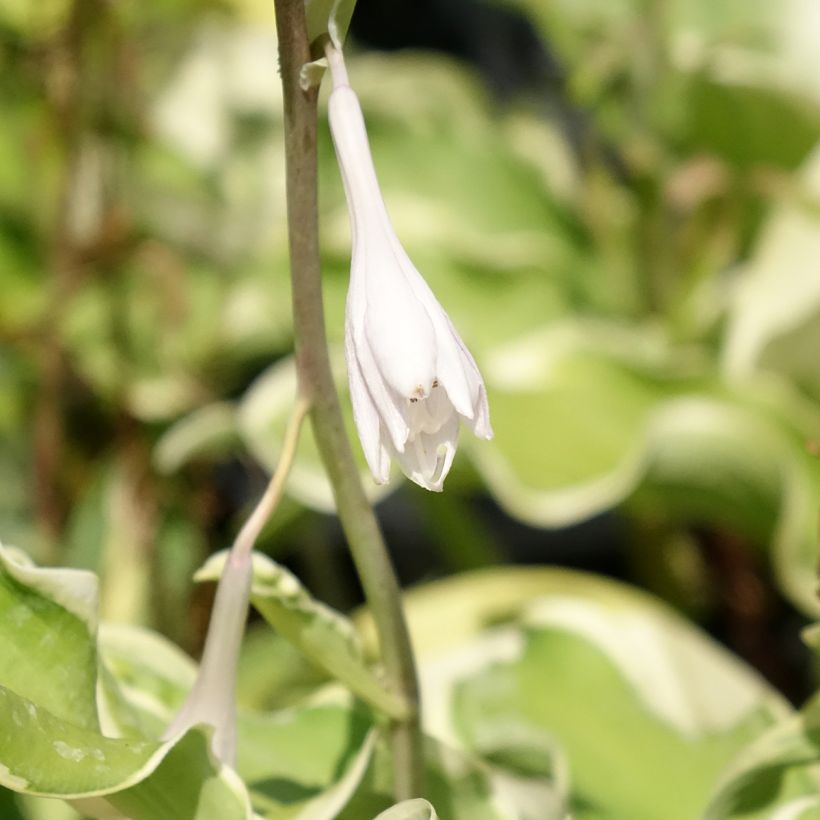Hosta Wheee! (Floração)