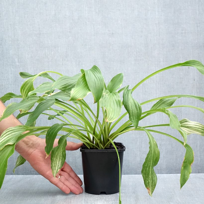 Amostra de Hosta White Feather Vaso de 1,5 L/2 L tal como entregue no outono