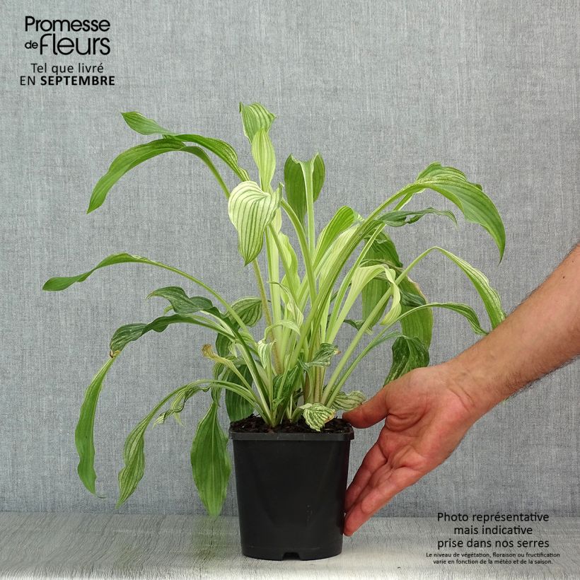 Amostra de Hosta White Feather Vaso de 1,5 L/2 L tal como entregue no verão