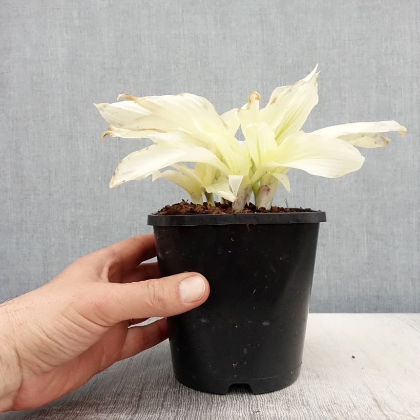 Amostra de Hosta White Feather Vaso de 1,5 L/2 L tal como entregue na primavera