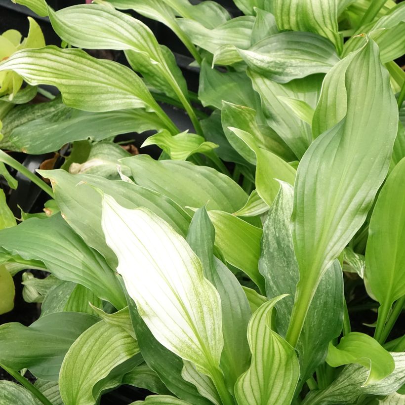 Hosta White Feather (Folhagem)