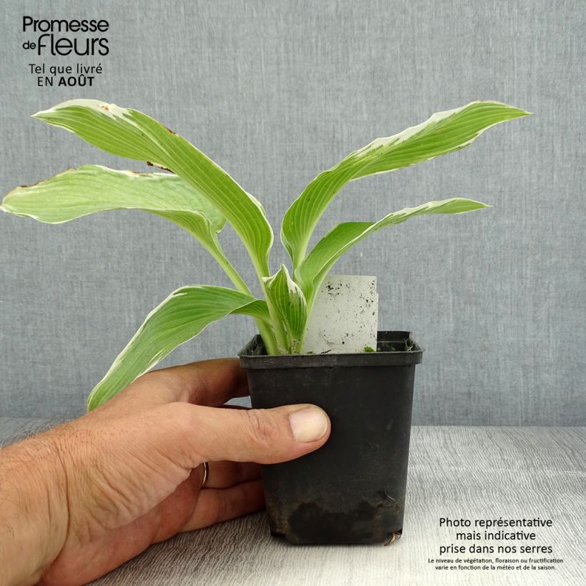 Amostra de Hosta White On Vaso de 8/9 cm tal como entregue no verão