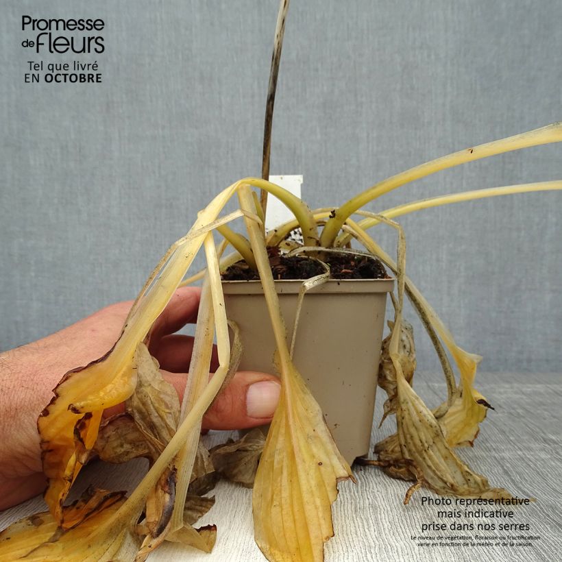Amostra de Hosta Wide Brim Vaso de 8/9 cm tal como entregue no outono