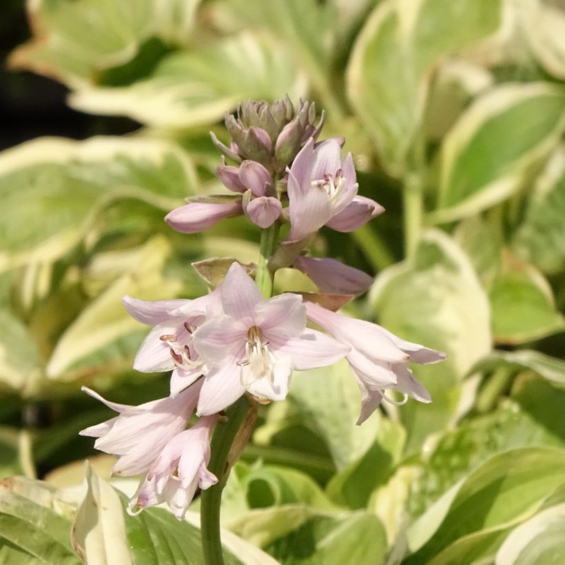 Hosta Wide Brim (Floração)