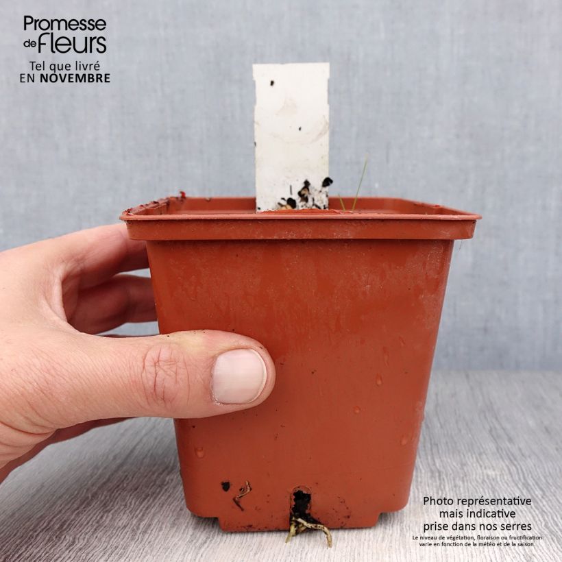 Amostra de Hosta Winter Snow Vaso de 1 L/1,5 L tal como entregue no outono