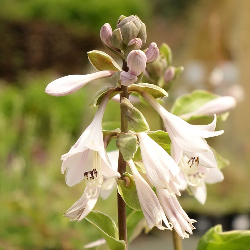 Hosta Winter Snow (Floração)
