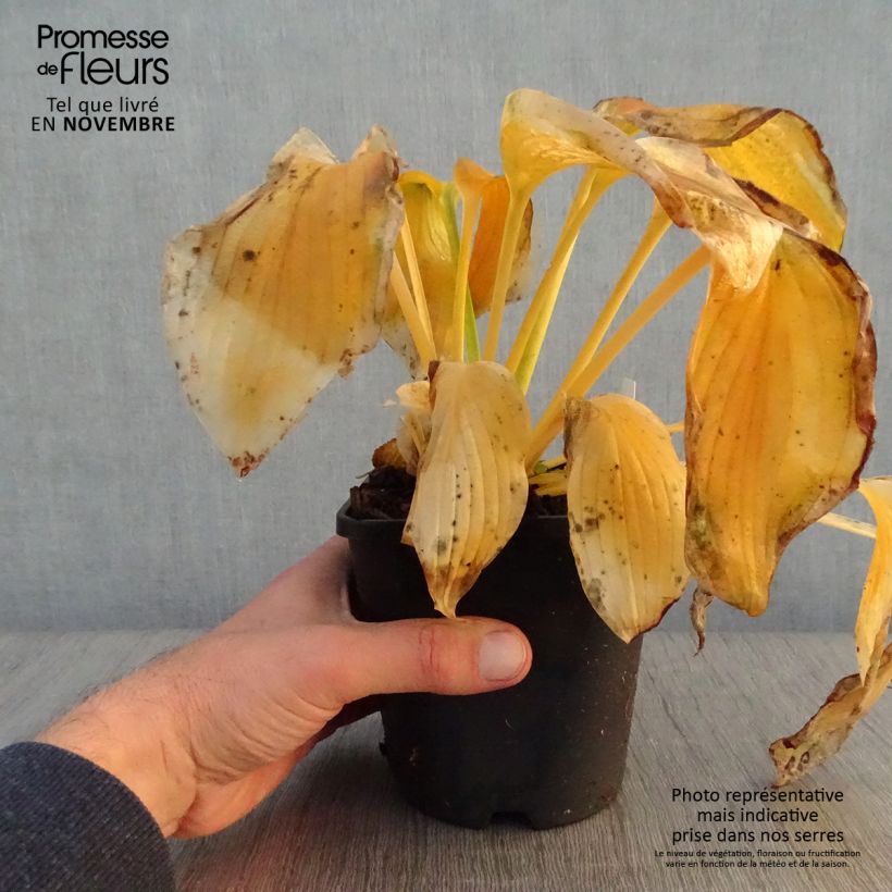 Amostra de Hosta Wu-La-La - Funkia Vaso de 1,5 L/2 L tal como entregue no outono