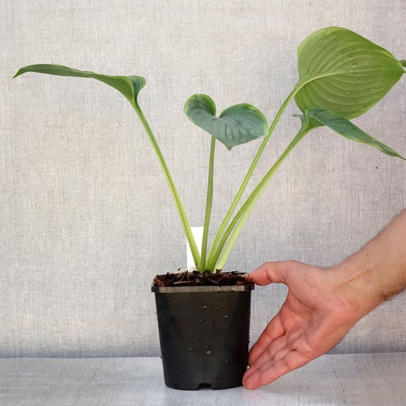Amostra de Hosta Wu-La-La - Funkia Vaso de 1,5 L/2 L tal como entregue no verão