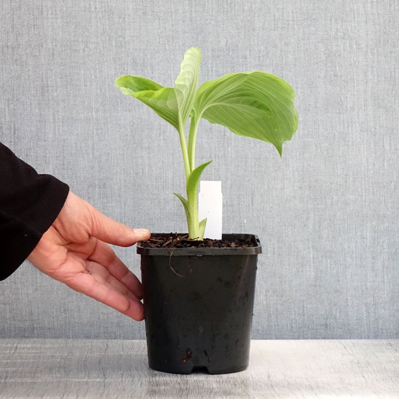 Amostra de Hosta Wu-La-La - Funkia Vaso de 1,5 L/2 L tal como entregue na primavera