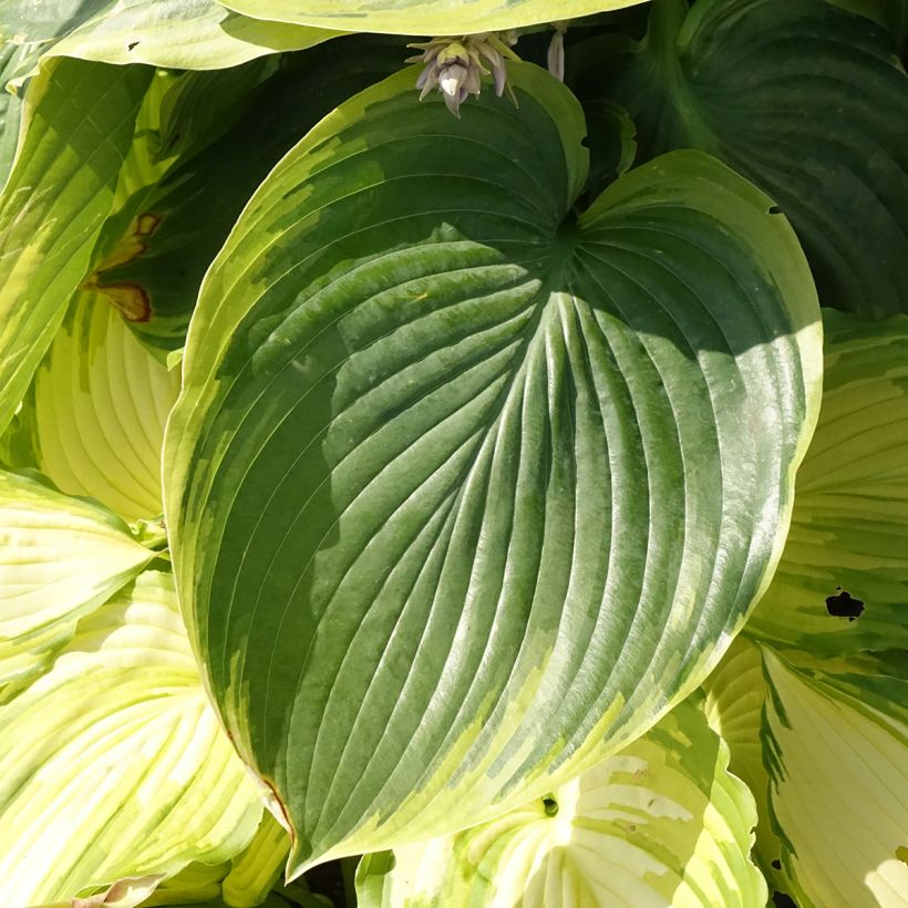 Hosta Wu-La-La - Funkia (Folhagem)
