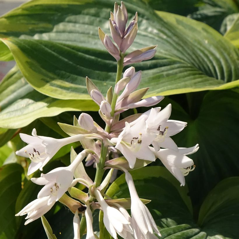 Hosta Wu-La-La - Funkia (Floração)