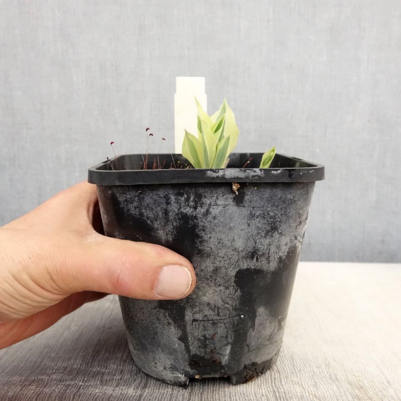 Amostra de Hosta Yellow Polka Dot Bikini Vaso de 1,5 L/2 L tal como entregue na primavera