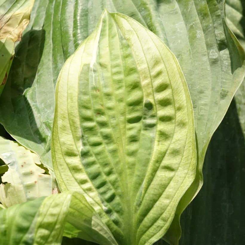 Hosta Yellow Polka Dot Bikini (Folhagem)