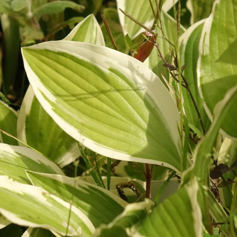 Hosta Yellow Splash Rim (Folhagem)