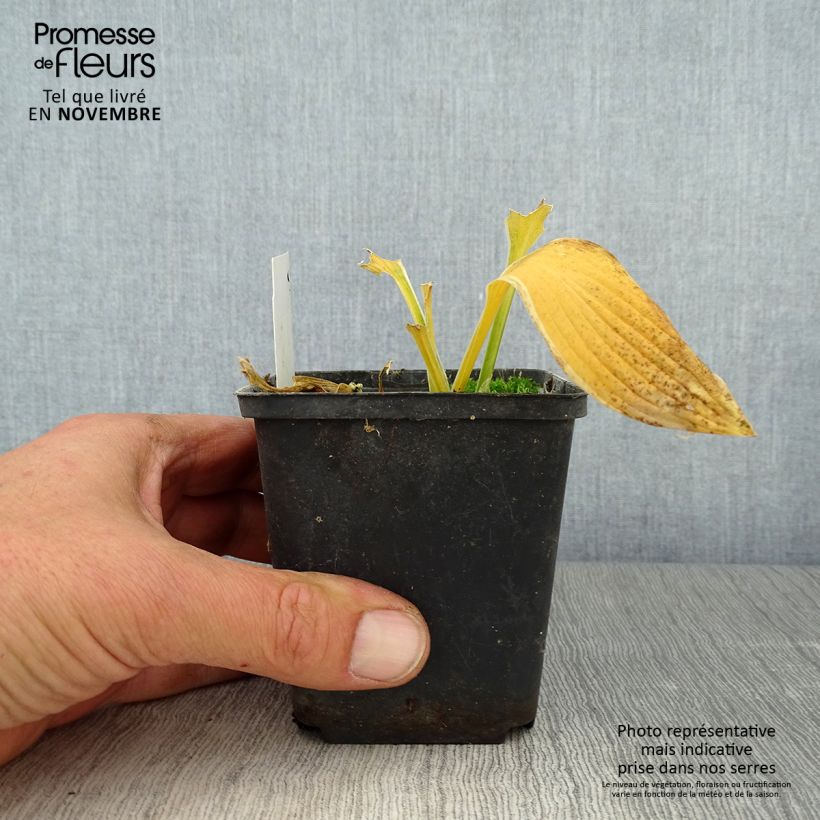 Amostra de Hosta Yellow Splash Rim Vaso de 8/9 cm tal como entregue no outono
