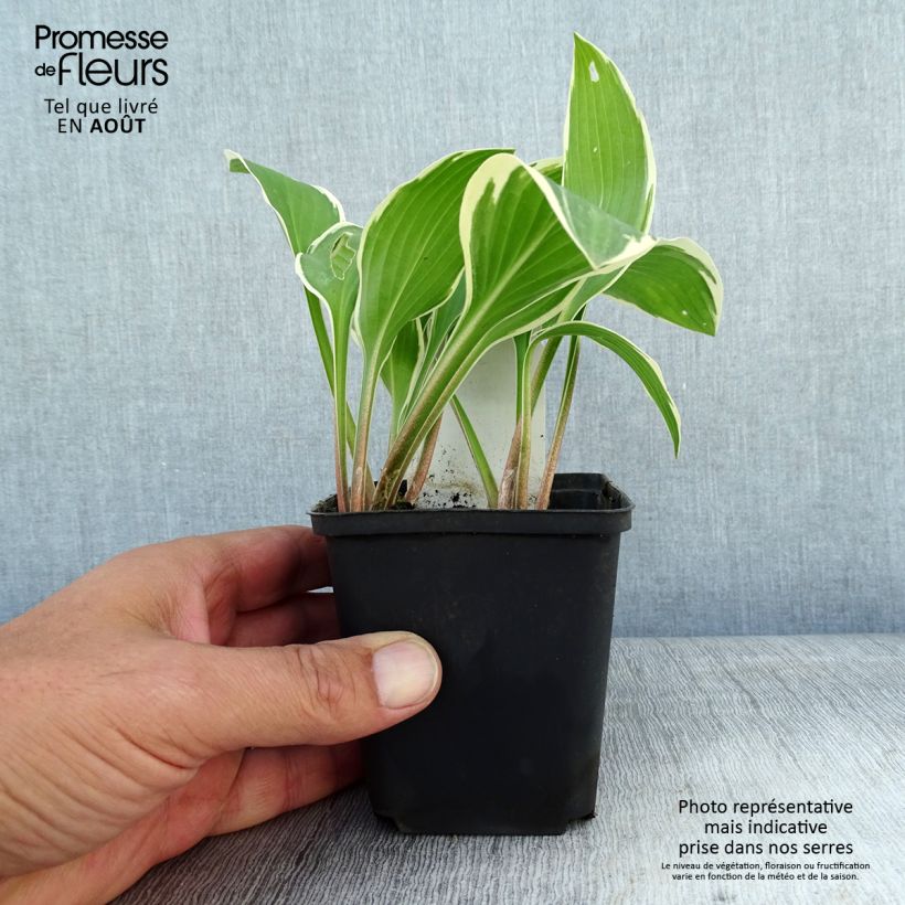 Amostra de Hosta Yellow Splash Rim Vaso de 8/9 cm tal como entregue no verão