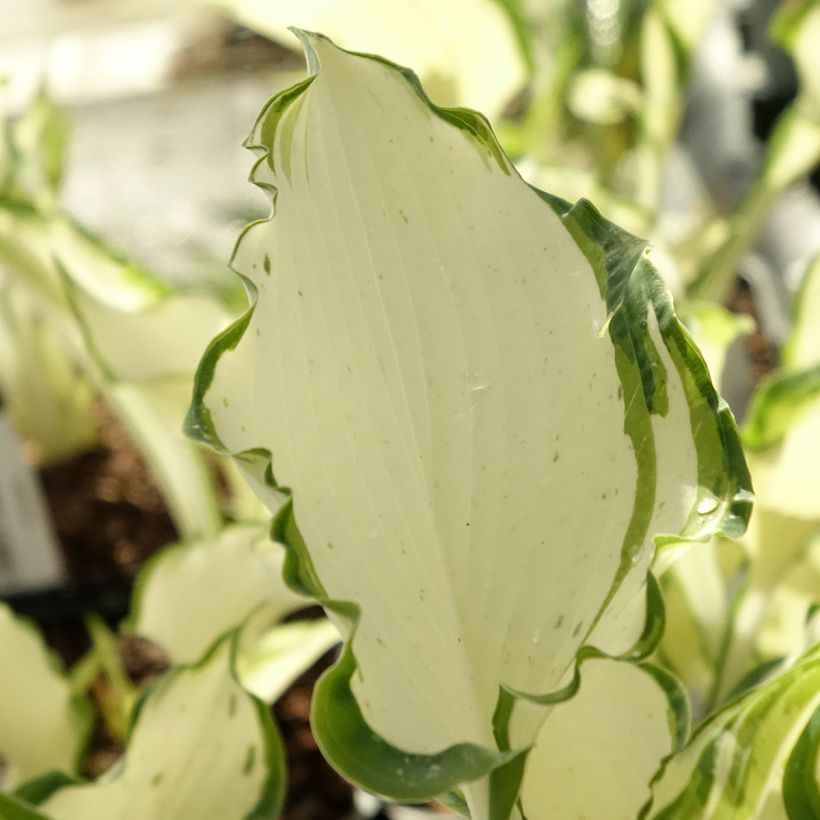 Hosta Zeus (Folhagem)