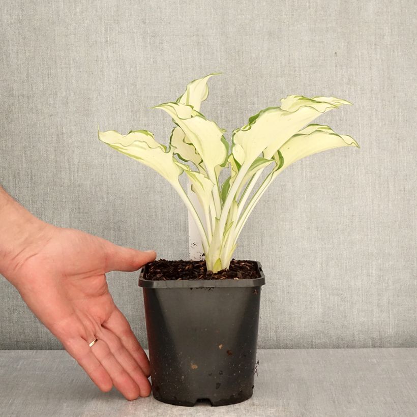 Amostra de Hosta Zeus Vaso de 1,5 L/2 L tal como entregue na primavera