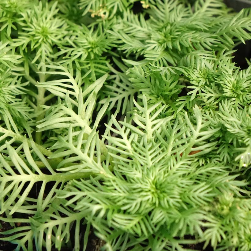 Hottonia palustris (Folhagem)