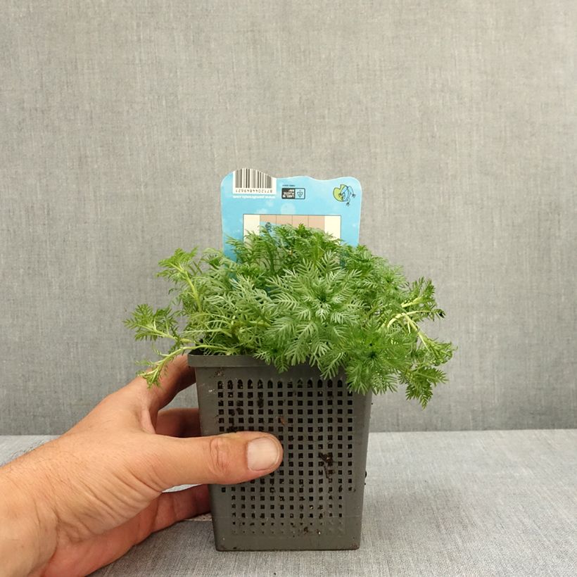 Amostra de Hottonia palustris Vaso de 1 L/1,5 L tal como entregue na primavera