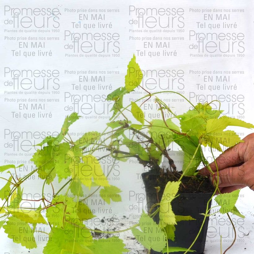 Exemplo de amostra de Houblon doré - Humulus lupulus Aureus Vaso de 8/9 cm tal como entregue