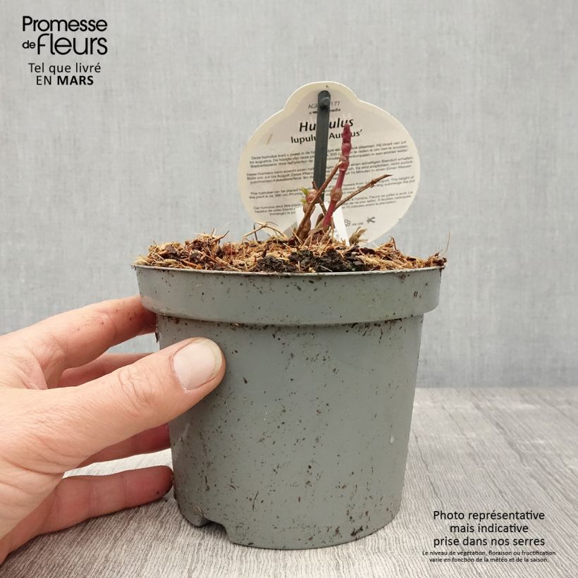 Amostra de Lúpulo Aureus Vaso de 1,5 L/2 L tal como entregue na primavera