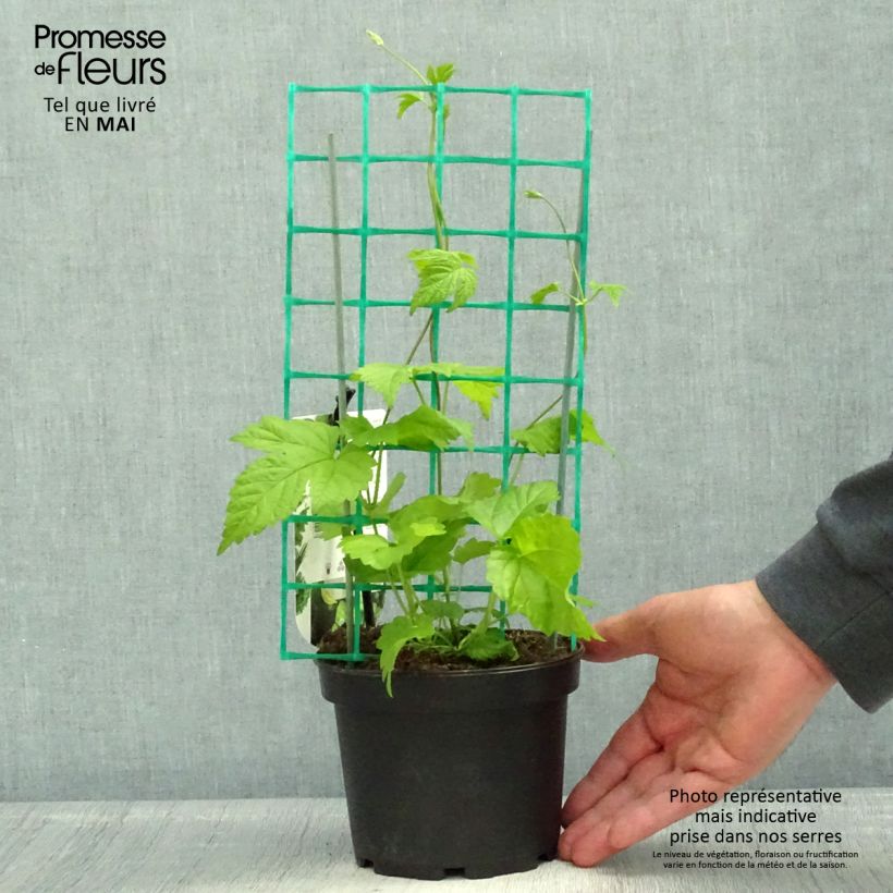 Amostra de Houblon HOPS (Humulus) - Véritable houblon de brassage Pot de 1,5L/2L tal como entregue na primavera