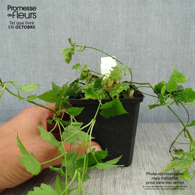 Amostra de Lúpulo - Humulus lupulus Vaso de 8/9 cm tal como entregue no outono