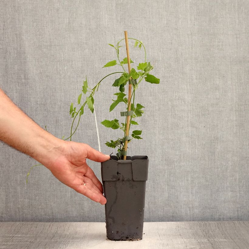 Amostra de Lúpulo - Humulus lupulus Vaso de 1,5 L/2 L tal como entregue no verão