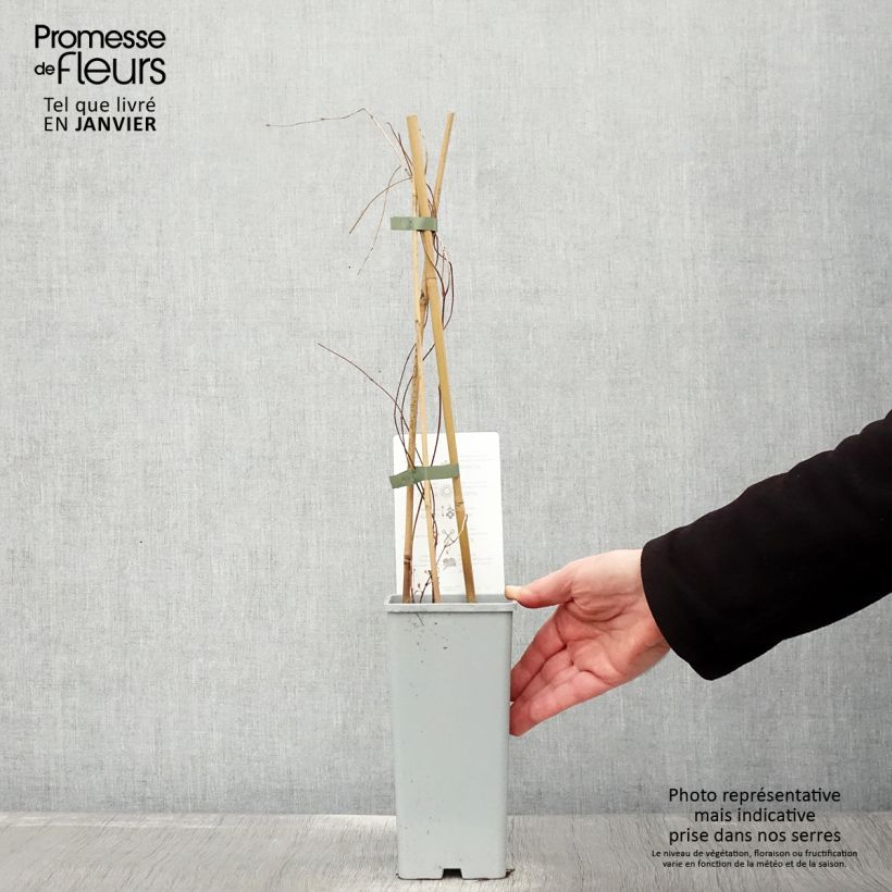 Amostra de Houblon - Humulus lupulus Hallertauer Tradition Vaso de 1,5 L/2 L tal como entregue no inverno