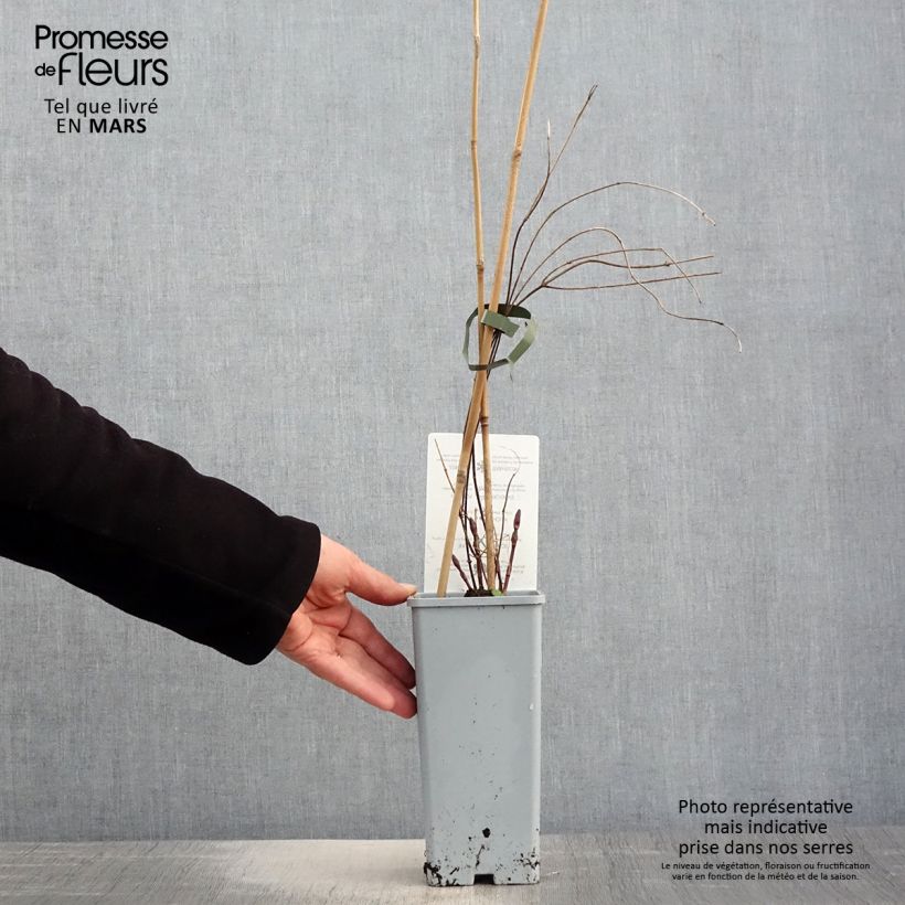 Amostra de Lúpulo Hallertauer Tradition Vaso de 1,5 L/2 L tal como entregue na primavera