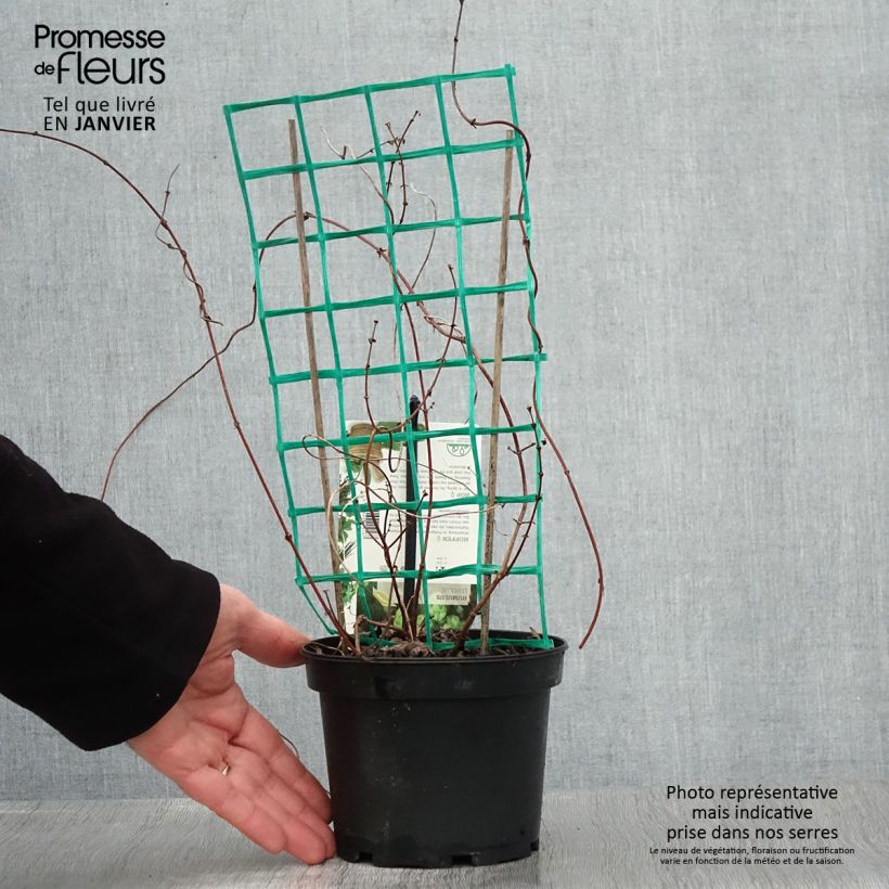 Amostra de Houblon - Humulus lupulus Hersbrucker Vaso de 1,5 L/2 L tal como entregue no inverno