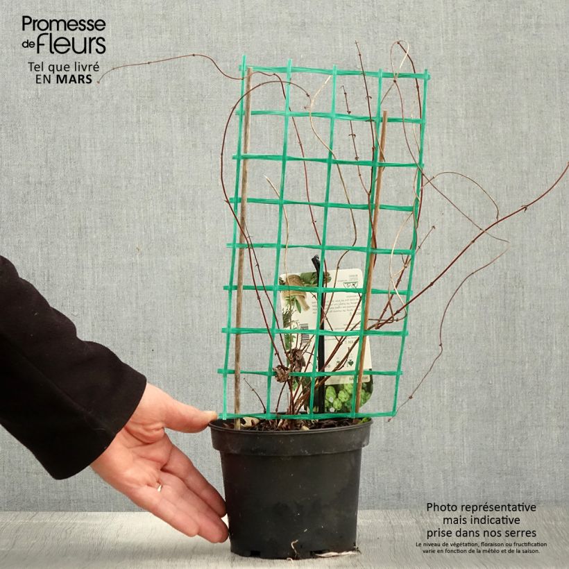 Amostra de Lúpulo Hersbrucker Vaso de 1,5 L/2 L tal como entregue na primavera