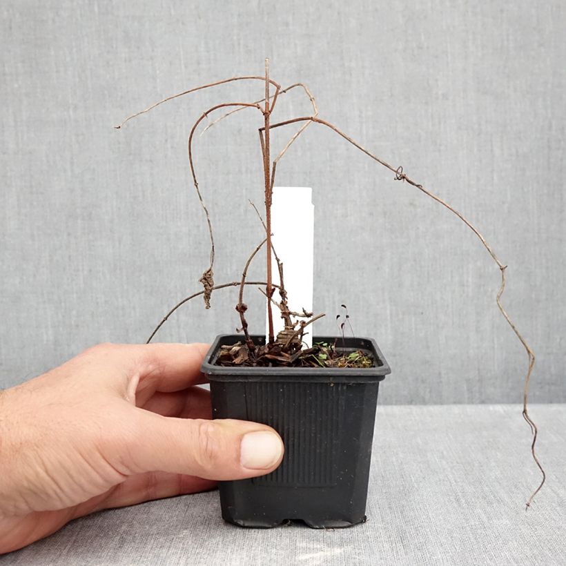 Amostra de Houblon Jupiter - Humulus lupulus  Godet de 7/8 cm tal como entregue no outono